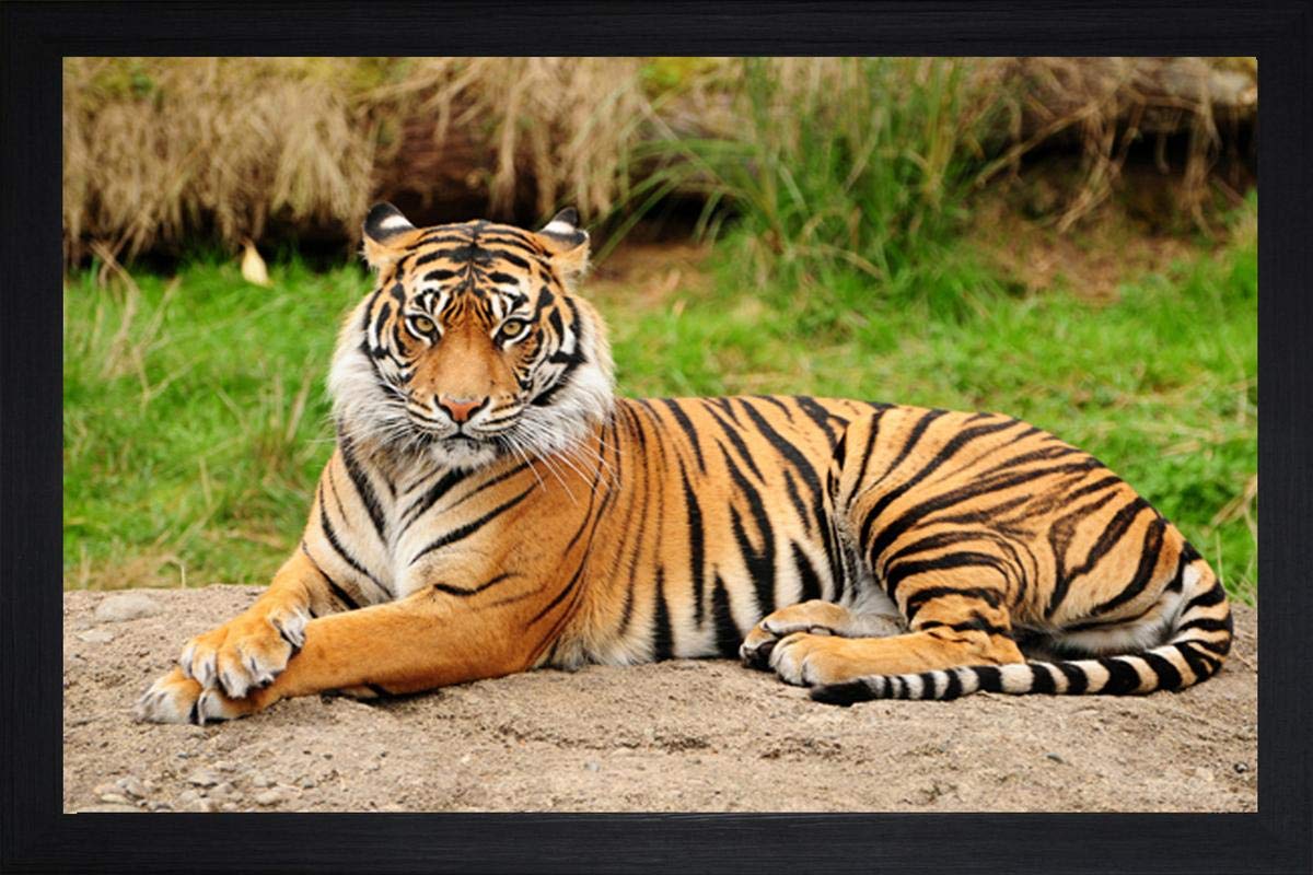 SAF paintings Tiger Large Synthetic Framed UV Digital Reprint Painting (14 inch x 20 inch) SANFM2696